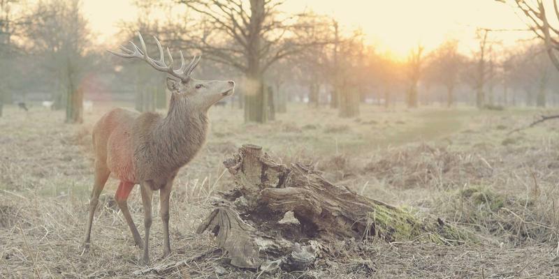 太阳能与风能驱动：绿色航空燃料（SAF）如何重塑清洁技术下的航空产业链
