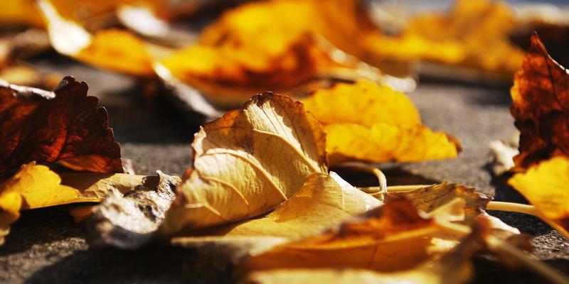 绿色债券与金融工具：解锁清洁技术项目落地的关键引擎