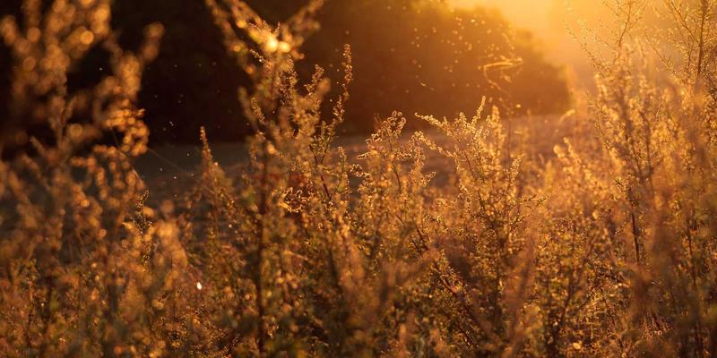 绿色能源57：可持续发展、风能与环保科技的未来之路