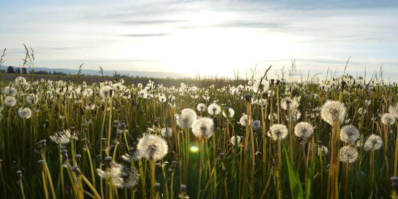 绿色能源85：未来环保解决方案的核心驱动力